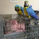 parrots-african-grey-parrot-karachi-skype-name-falle-brown-macaws-abadi-jalalpur-pirwala-2