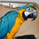 baby-macaw-with-stand-price-reduced-other-chachro
