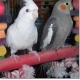 buy-parrots-cockatiel-parrots-lodhran