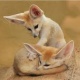 fennec-fox-for-addoption-other-wari