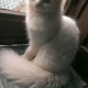 persian-cat-dollface-male-persian-cats-karachi-2