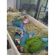 all-parrots-and-eggs-for-sale-macaws-abadi-jalalpur-pirwala-5