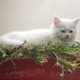 pure-persian-kittens-up-for-sale-persian-cats-karachi-5