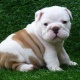 gorgeous-english-bulldog-puppies-available-other-girot