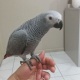 pure-african-grey-african-grey-parrot-abadi-jalalpur-pirwala-4