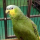 parrots-and-parrot-eggs-amazon-parrots-abdul-hakim