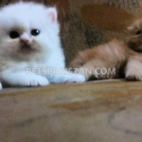 persian-4th-coated-kittens-available-persian-cats-abbasia-3