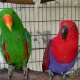 eclectus-for-sale-eclectus-parrots-abbas-nagar