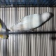 voilet-lutino-blue-albino-olive-personata-lovebirds-lovebirds-karachi-4