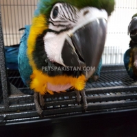 blue-and-gold-macaw--bhagtan-wala