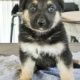 german-shepherd-puppy-for-adoption-other-ahmadpur