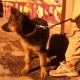 black-german-shepherd-dog-for-sale-serious-buyer-only-contact-me-german-shepherd-quetta-24