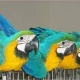 parrot-for-sale-african-grey-parrot-badhber