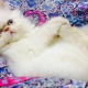 adorable-male-and-female-persian-kitten-for-sale-persian-cats-islamabad-2