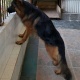 black-german-shepherd-dog-for-sale-serious-buyer-only-contact-me-german-shepherd-quetta-10