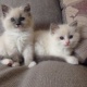 male-and-female-ragdoll-kitten-now-available-bengal-abdul-hakim