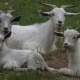 shep-goat-for-sale-other-allah-abad-3
