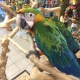 hybrid-macaw-129954-other-alipur-chatta
