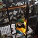 blue-and-gold-macaw-other-bahawalnagar