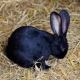 rabbit-for-sale-other-abbottabad
