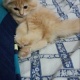 persian-kitten-available-for-sale-persian-cats-karachi-3