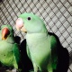 parrot-indian-ringneck-rawalpindi-3