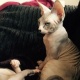 stunning-sphynx-babies-looking-for-forever-homes-other-dinga