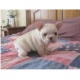 gorgeous-male-and-female-english-bulldog-puppies-available-other-abbasia