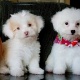 cute-poodle-availablefor-re-homing-poodle-islamabad