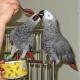 parrot-for-sale-african-grey-parrot-baffa