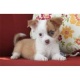 two-adorable-10-week-old-chihuahua-puppies-other-adenzai