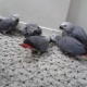 parrot-for-adoption-african-grey-parrot-chachro