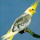buy-parrots-cockatiel-parrots-lodhran-2