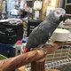 chucky-and-talking-talking-congo-african-grey-african-grey-parrot-abadi-jalalpur-pirwala