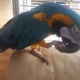 a-4-year-old-blue-gold-macaw-other-bahrain