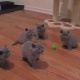 2-british-blue-kitten-other-ali-pur