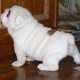 magnificent-english-bulldog-other-amir-pur-sadat