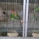 young-and-healthy-fisher-lovebirds-karachi-2