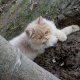 persian-male-cats-for-sale-persian-cats-lahore-4