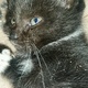 black-and-grey-kitten-other-barikot