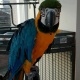 blue-and-gold-macaw-other-lahore-cant