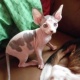beautiful-female-sphynx-kitten-other-bhagtan-wala