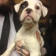 white-boxer-bitch-for-sale-fully-kc-registered-other-kandiaro