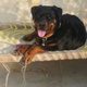 rottweiler-9-months-rottweiler-sialkot
