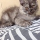 persian-male-kitten-persian-cats-karachi-3