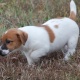 two-adorable-13-week-jack-russel-puppies-other-burhan