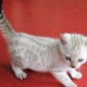 blue-eyed-snow-bengal-female-kitten-reg-other-alipur-chatta
