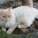 persian-male-cats-for-sale-persian-cats-lahore-2
