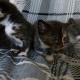beautiful-3-4-bengal-kittens-bengal-rajanpur