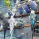 australian-budgies-parrots-australian-budgies-lahore